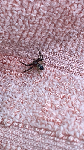 Napoleon Spider