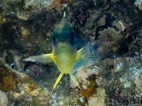 Dischistodus pseudochrysopoecilus observed 2026-09-21