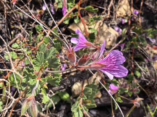 Pelargonium betulinum, photograph 1