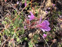Pelargonium betulinum, photograph author not stated, no rights reserved