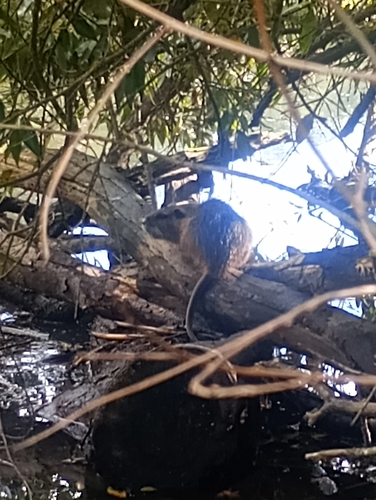 Coypu