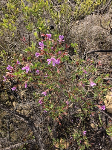 Pelargonium betulinum, photograph 2