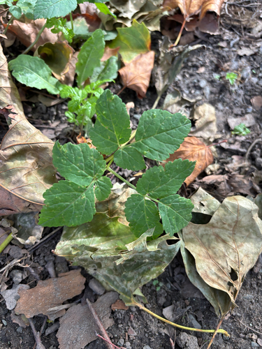 Goutweed