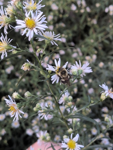 Common Eastern Bumble Bee