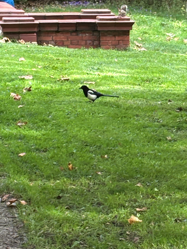 Eurasian Magpie