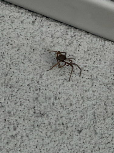 Southern House Spider