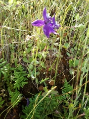 Delphinium patens