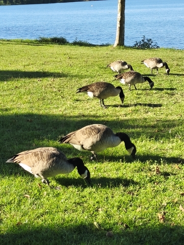 Canada Goose