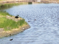 Anas platyrhynchos domesticus