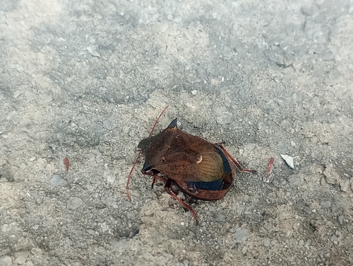 Spiny Shield Bug