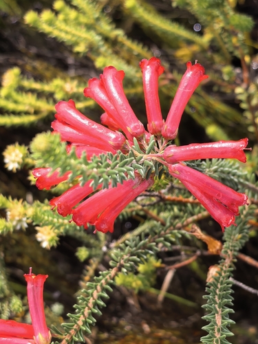 Erica regia, photograph 1