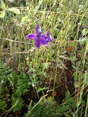 Delphinium patens