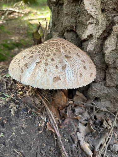 Parasol