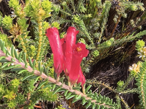 Erica regia, photograph 2