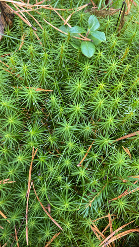 Common Haircap Moss