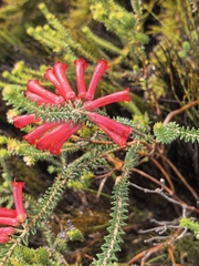 Erica regia, photograph author not stated, no rights reserved