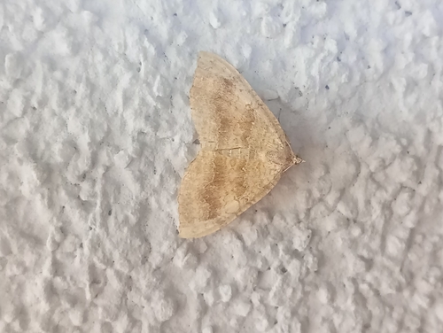 Yellow Shell Moth