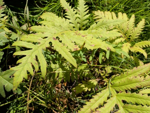 sensitive fern