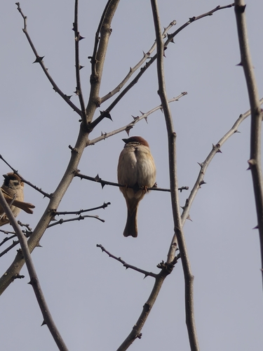 Eurasian Tree Sparrow