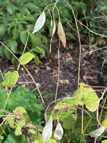 perennial honesty