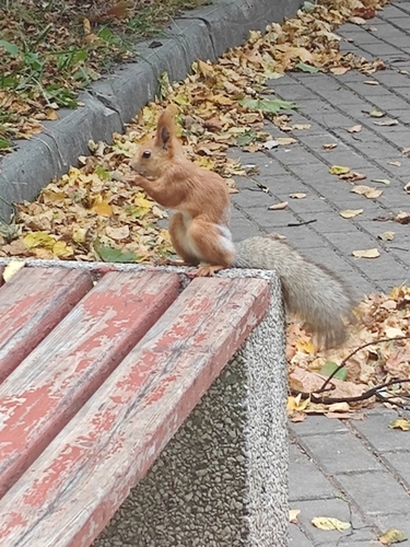 Eurasian Red Squirrel