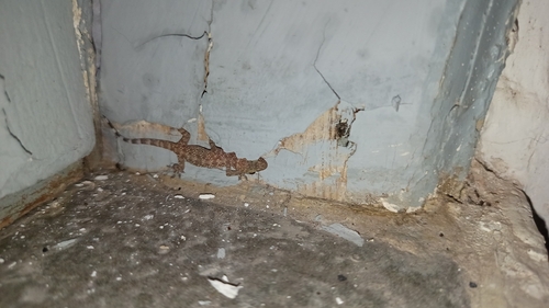 Mediterranean House Gecko
