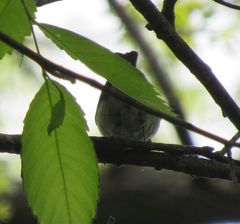 Vireo olivaceus