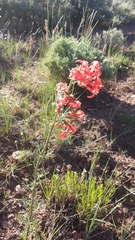 Ipomopsis aggregata aggregata