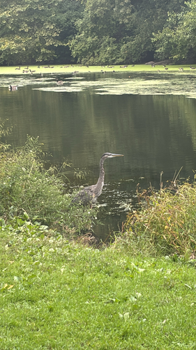 Great Blue Heron