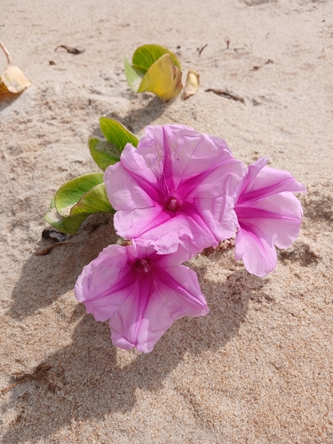 Beach Morning Glory
