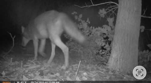 Coyote
