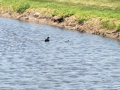 Anas platyrhynchos domesticus