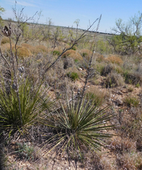 Yucca campestris