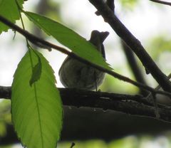 Vireo olivaceus