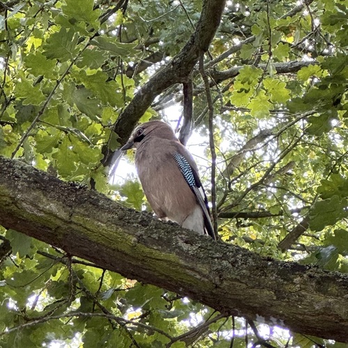 Eurasian Jay