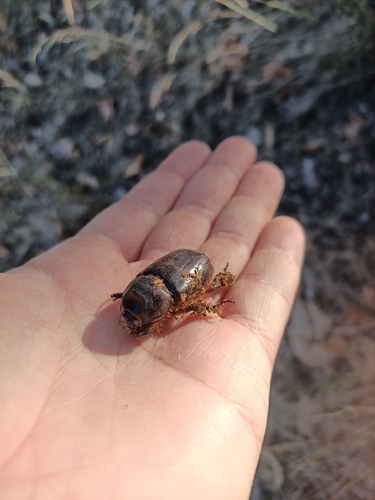 European Rhinoceros Beetle