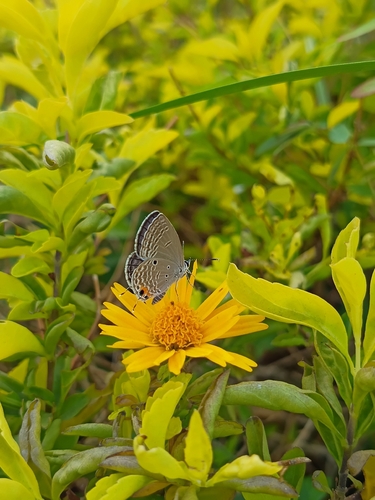Plains Cupid