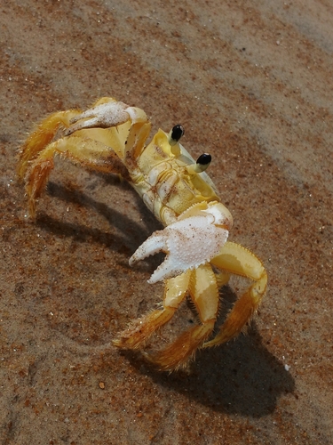 Atlantic Ghost Crab