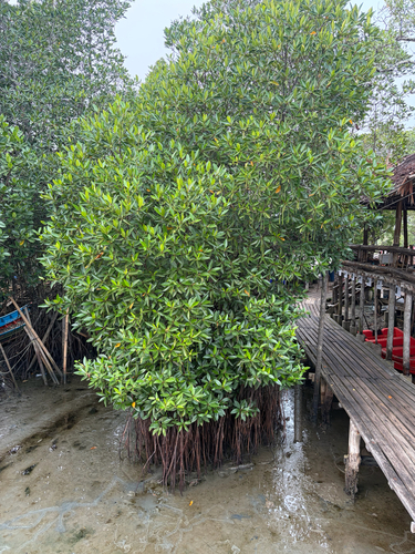 Tall-stilt Mangrove