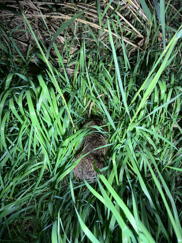 Common Hedgehog