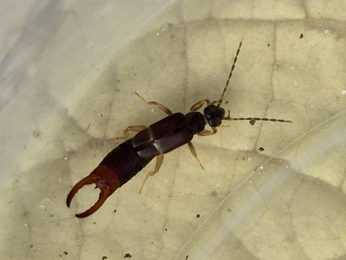 Lesser Earwig