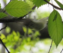 Vireo olivaceus
