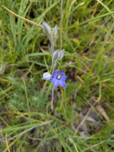 plains sun orchid