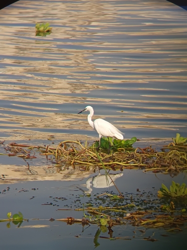 Little Egret