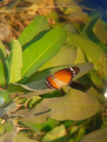 Plain Tiger Butterfly
