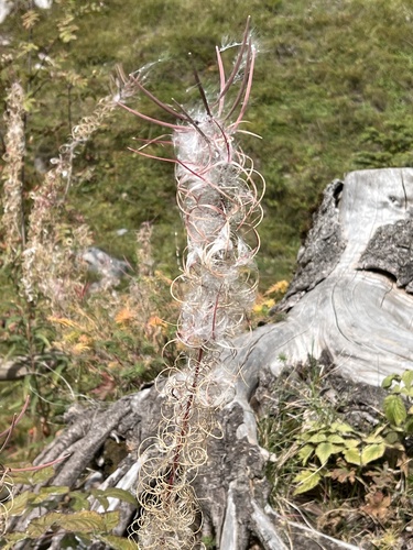fireweed