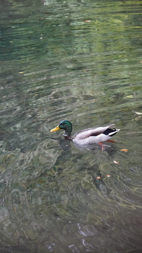 Mallard