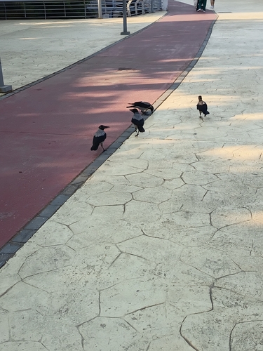 Hooded Crow