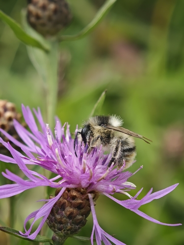 Shrill Carder-Bumble bee