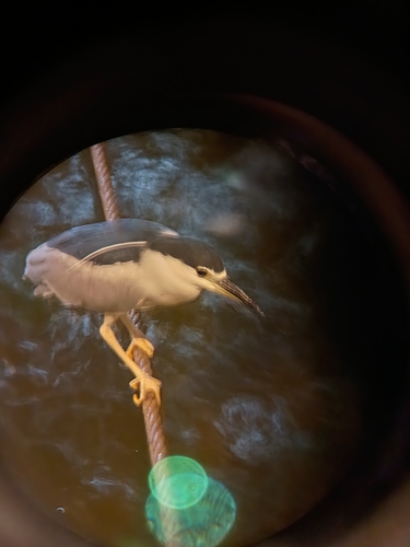 Black-crowned Night Heron